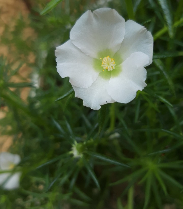 white