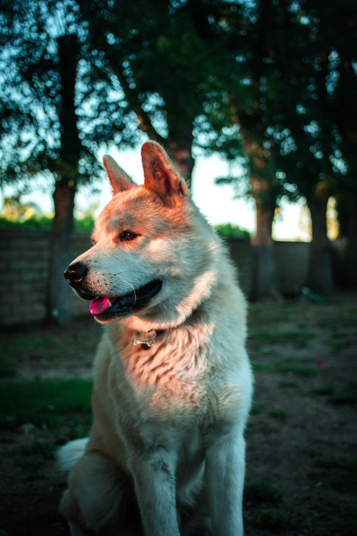 Doggie