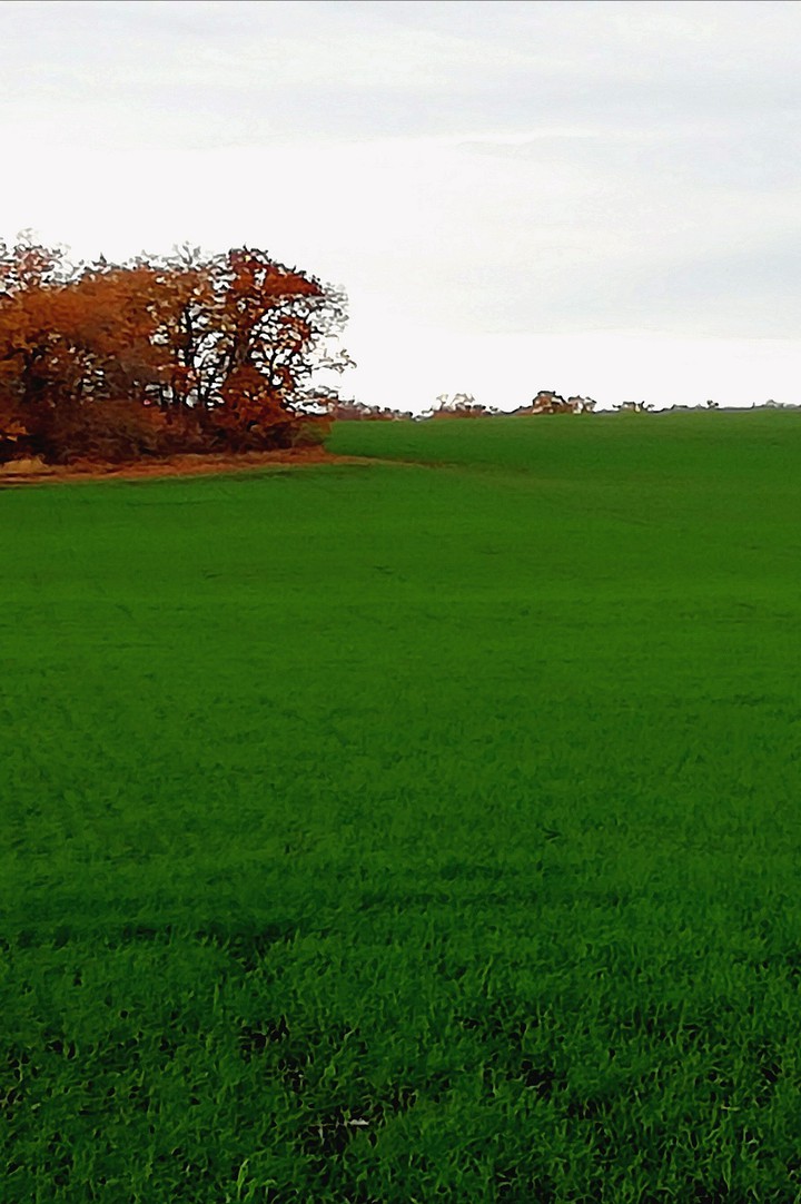 Autumn green field