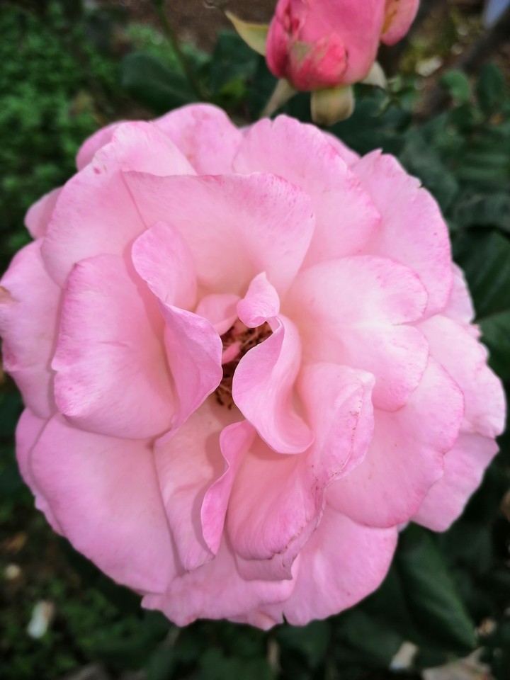 Pink Rose