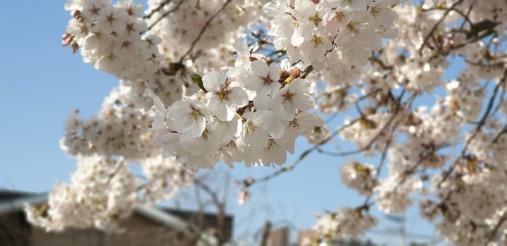 벚꽃