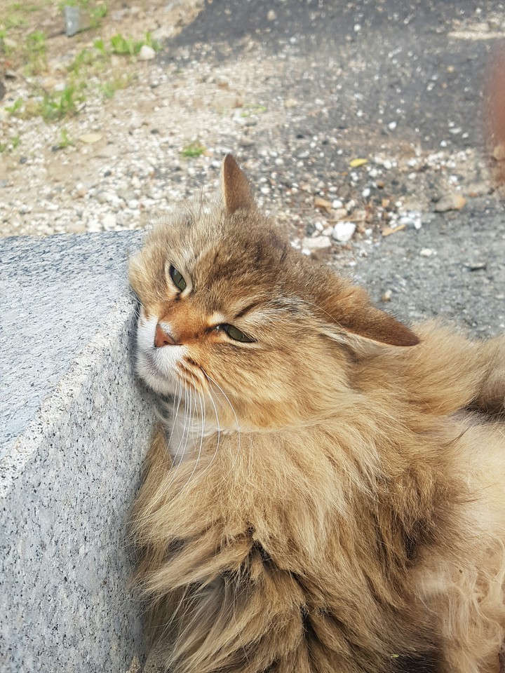 고양이cat