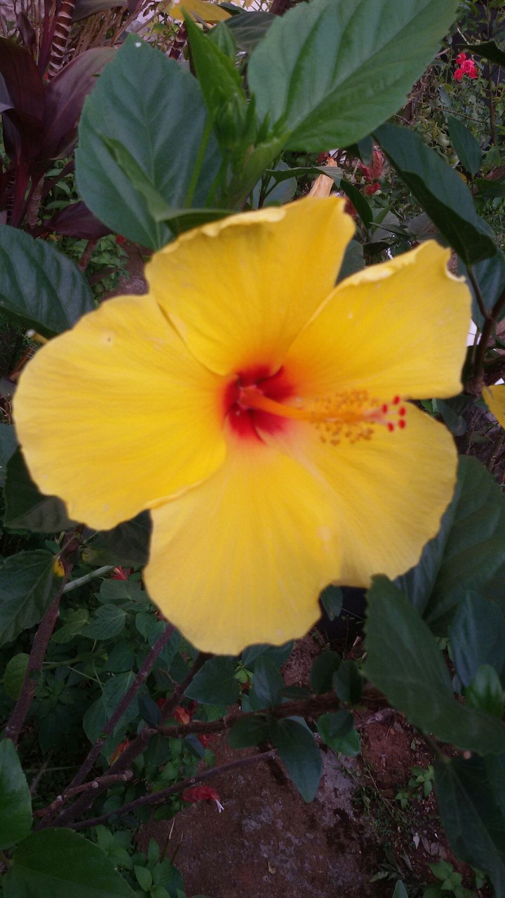 A beautiful yellow day!!!
