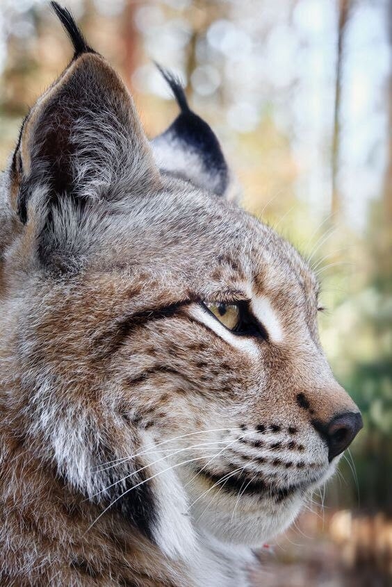 Wild animals...