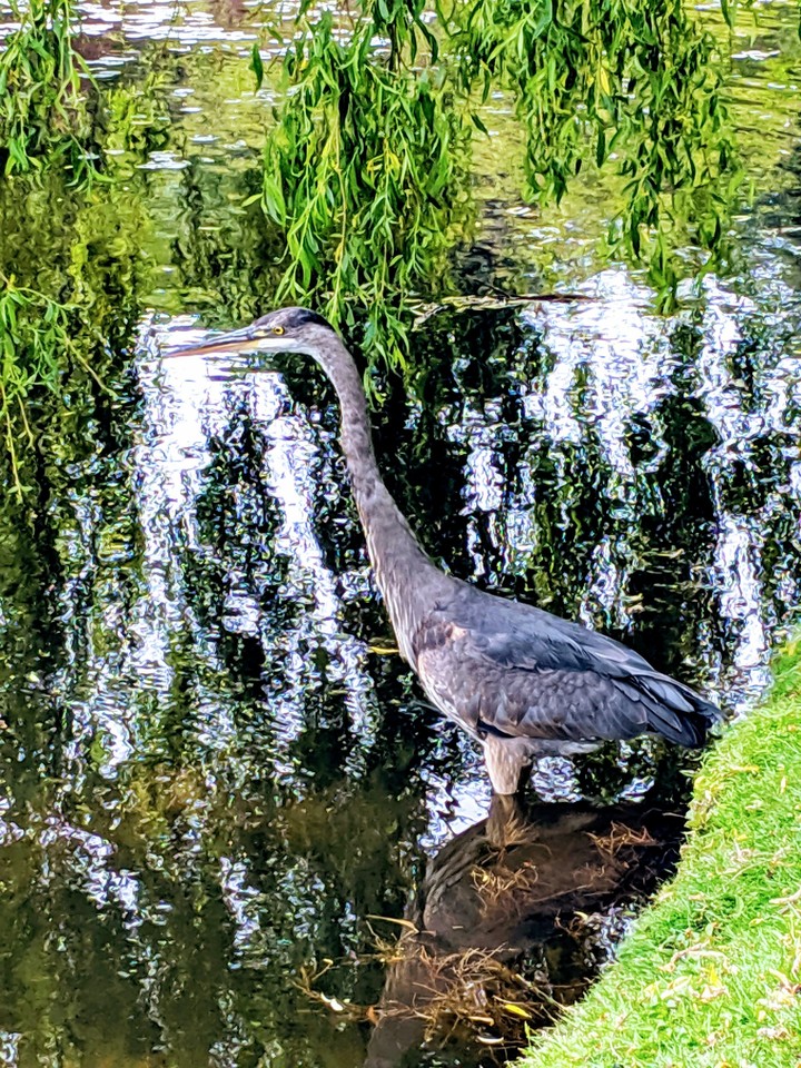 Heron on Water