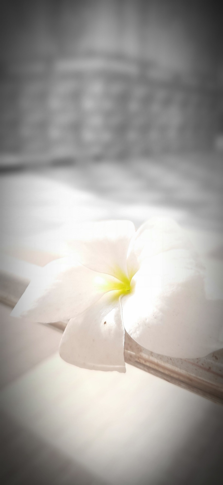 bloom