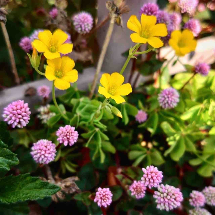 spring flowers