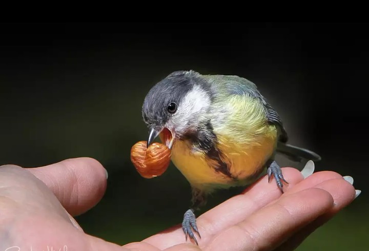 Tit with nut