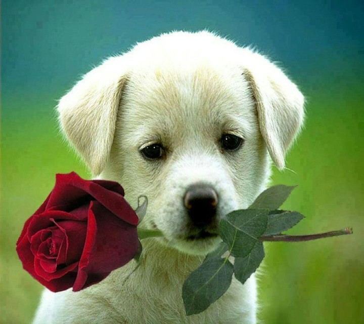 dog propose