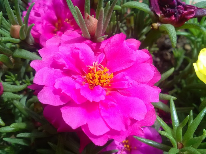 Portulakröschen
