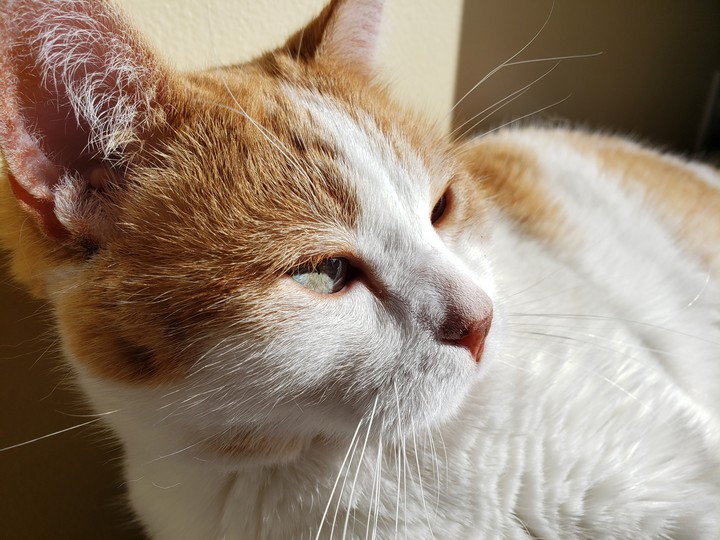 cat
