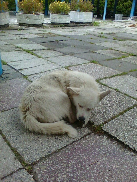 kuvasz, dog桌布