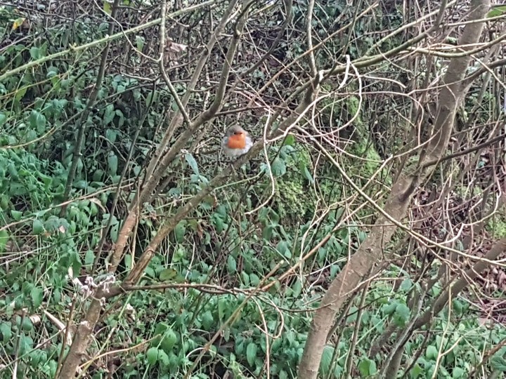 robin