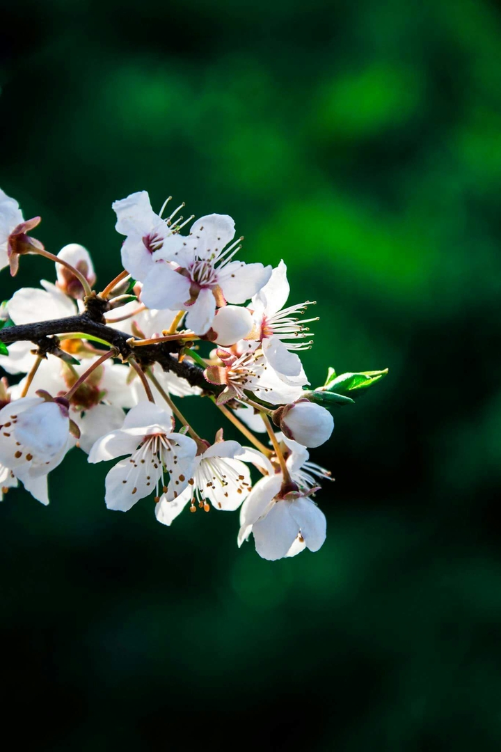 spring