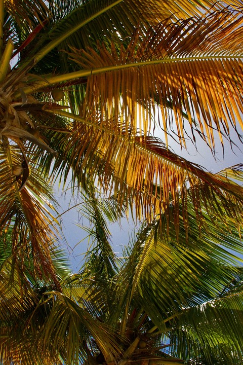 fondos de pantalla babassu, Coconut