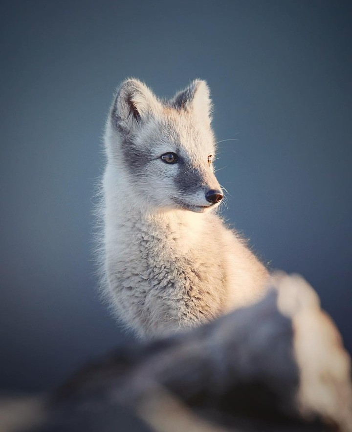 Artic Fox