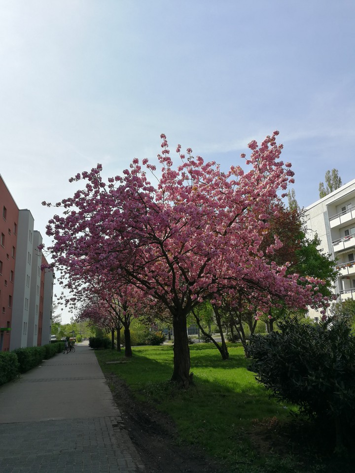cherry blossom tree ×××