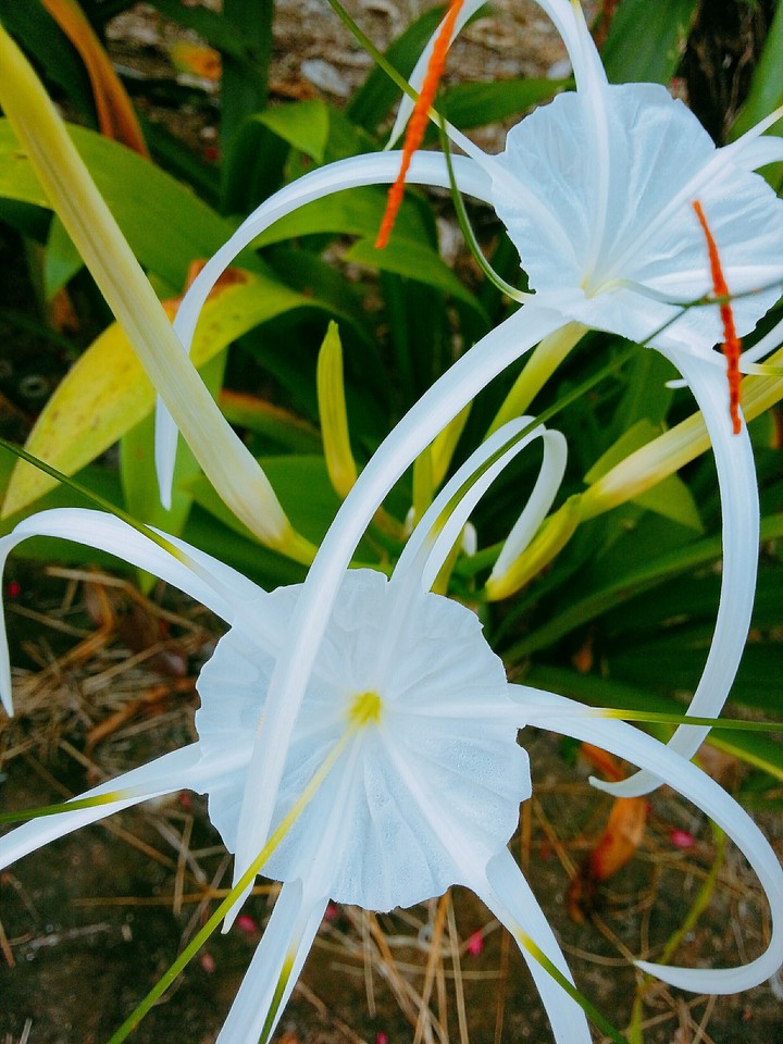 Backyard Treasure - spider lily