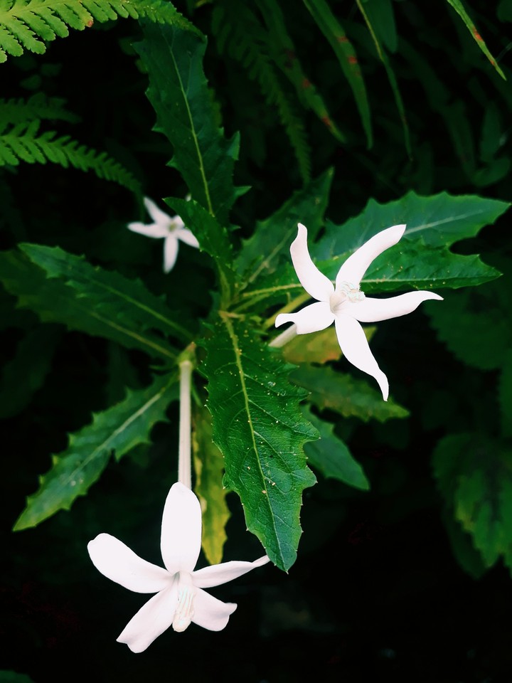 Star Flower