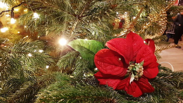 Christmas flower