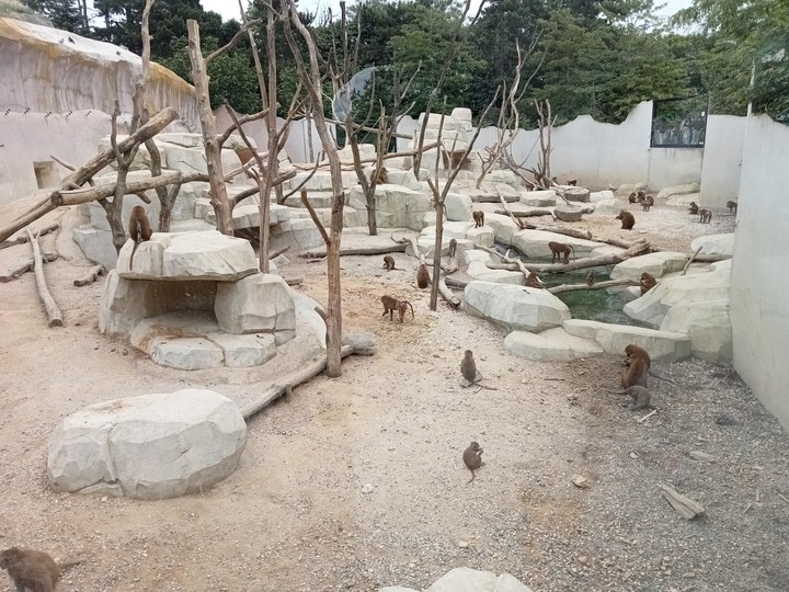 pawiany