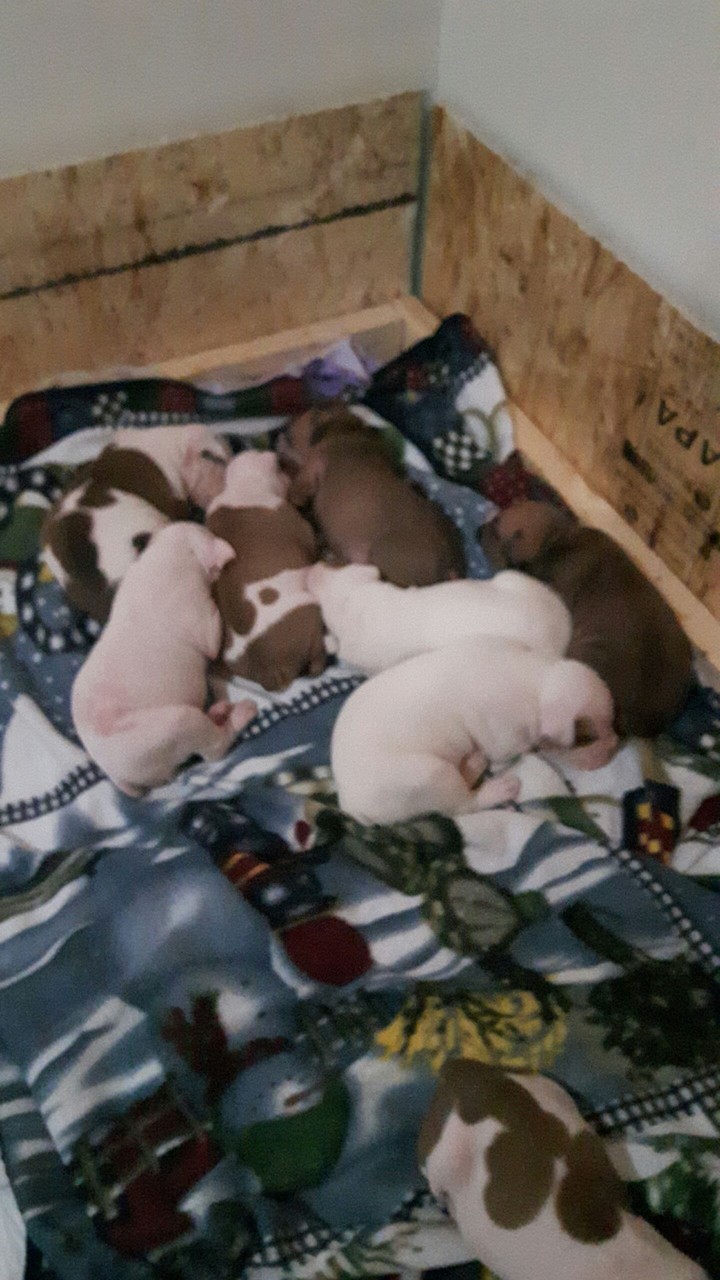 puppys