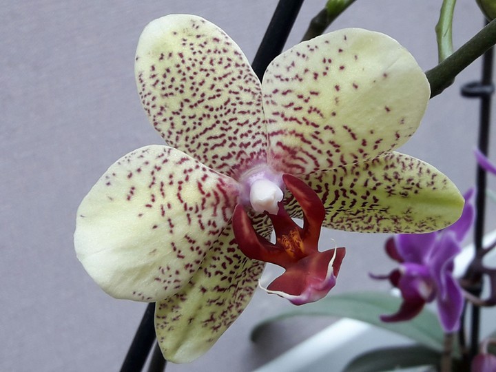 orchidée