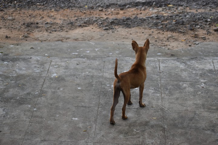 Doggy