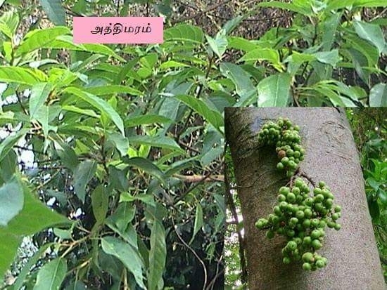 அத்தி மரம்