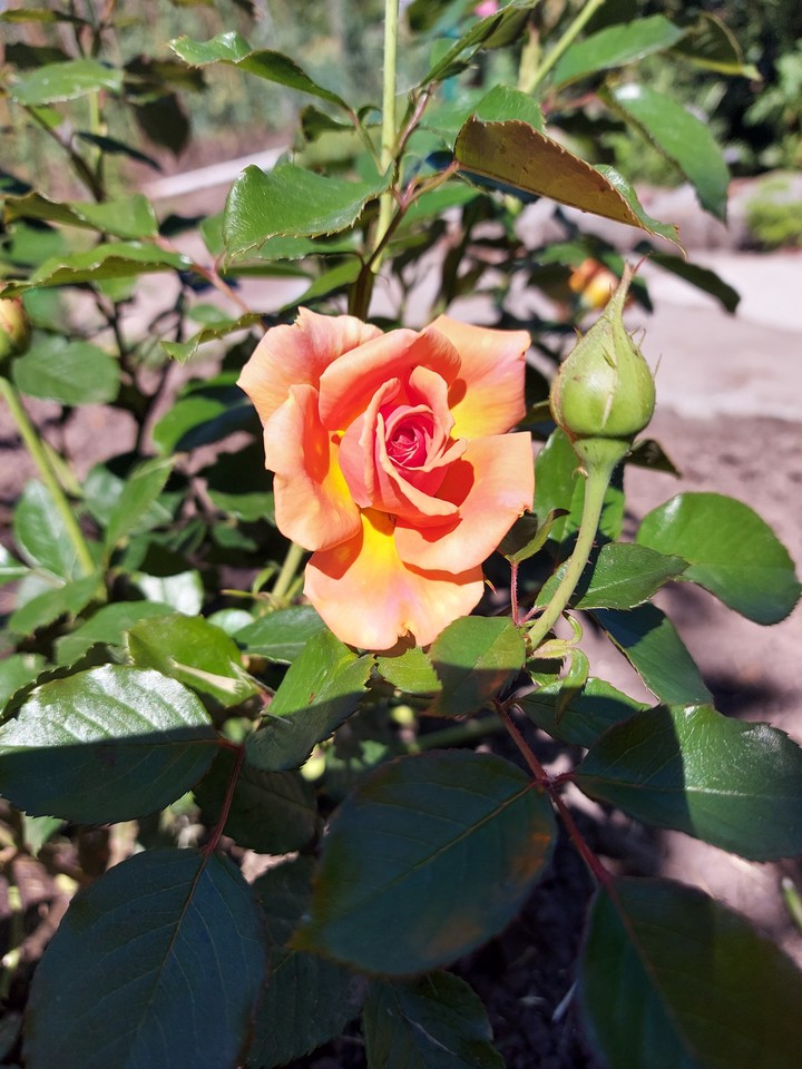 rose
