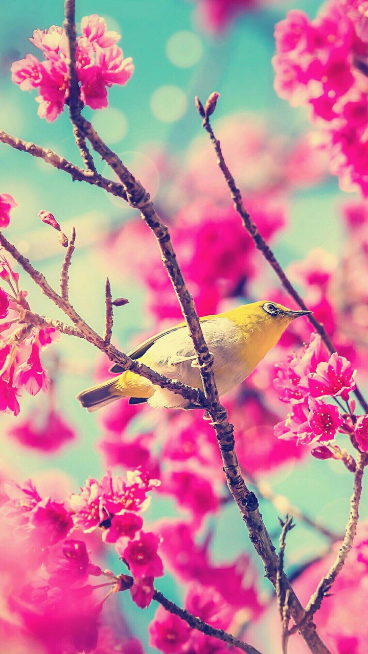 be like a bird learn new things and fly high..