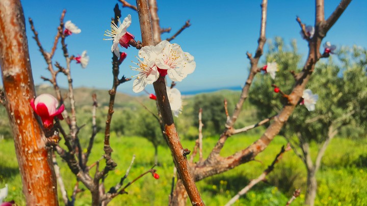 Spring