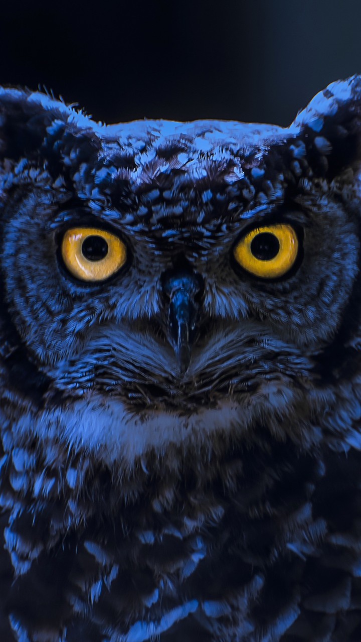 the owl 2