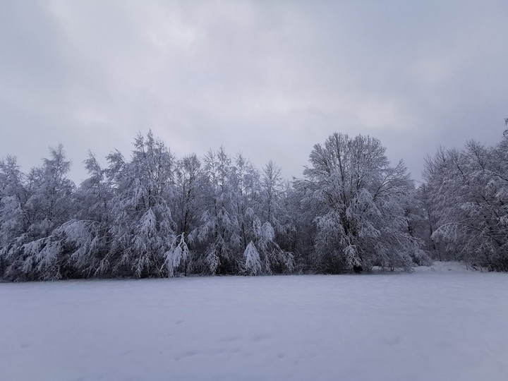 Snowy trees