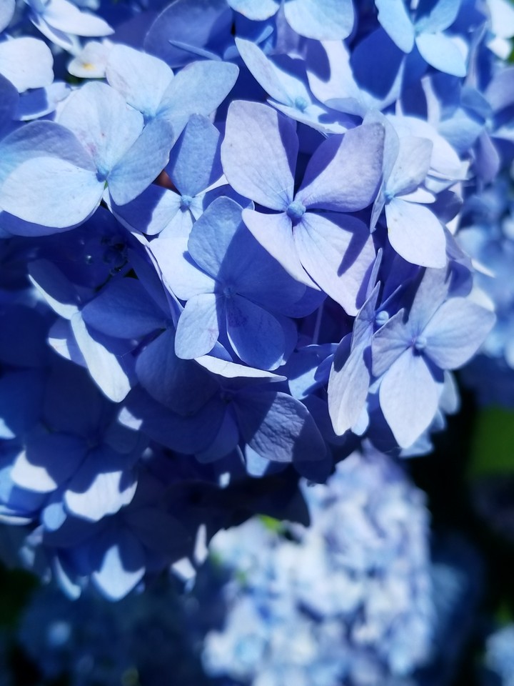 Hydrangea