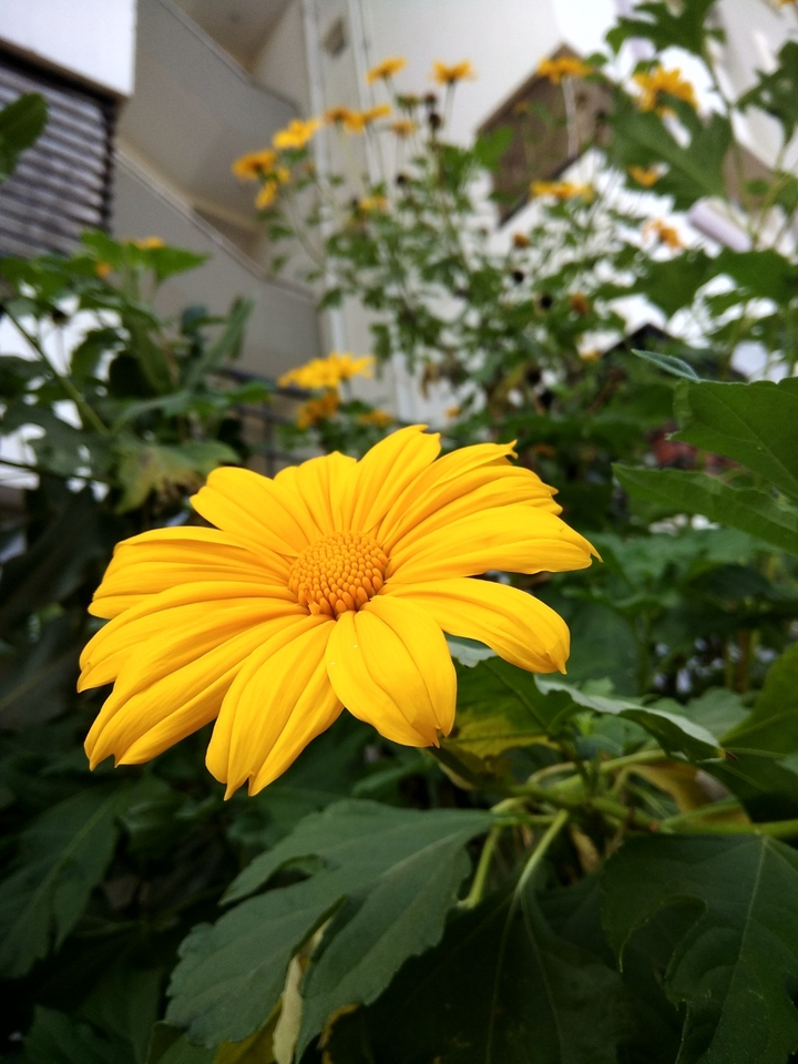 flower