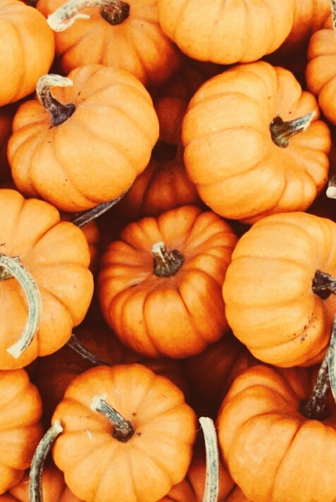 pumpkins