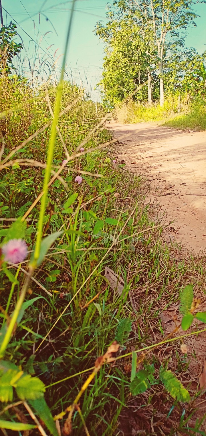 lối về