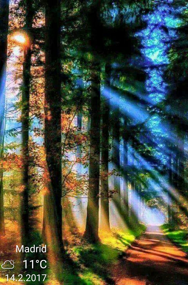 bosque