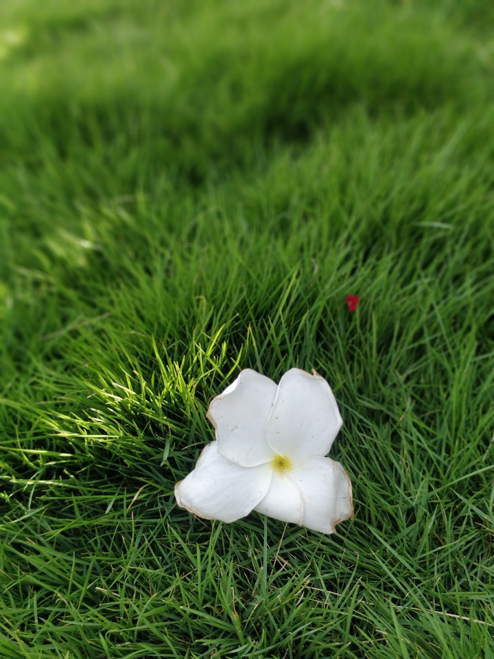 Nature's Love