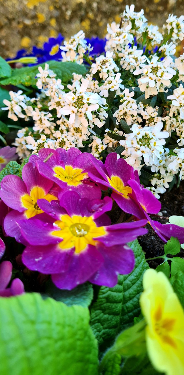primavera