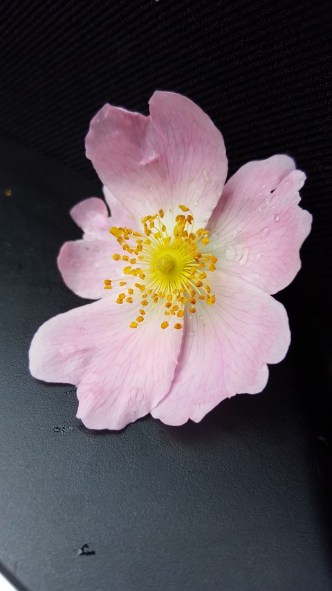 sfondi blossom, pink