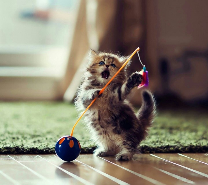 cat