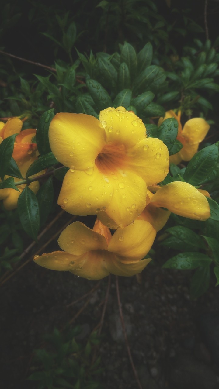 Yellowbelle