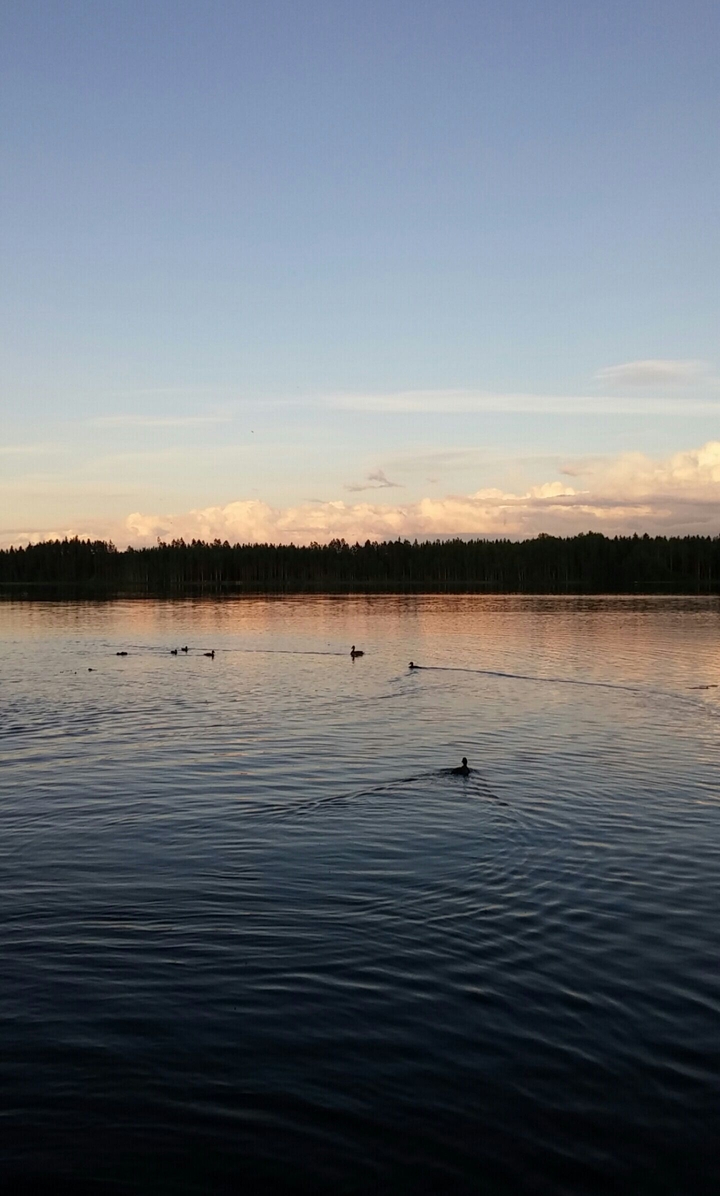 Ducks swimming on a summer night