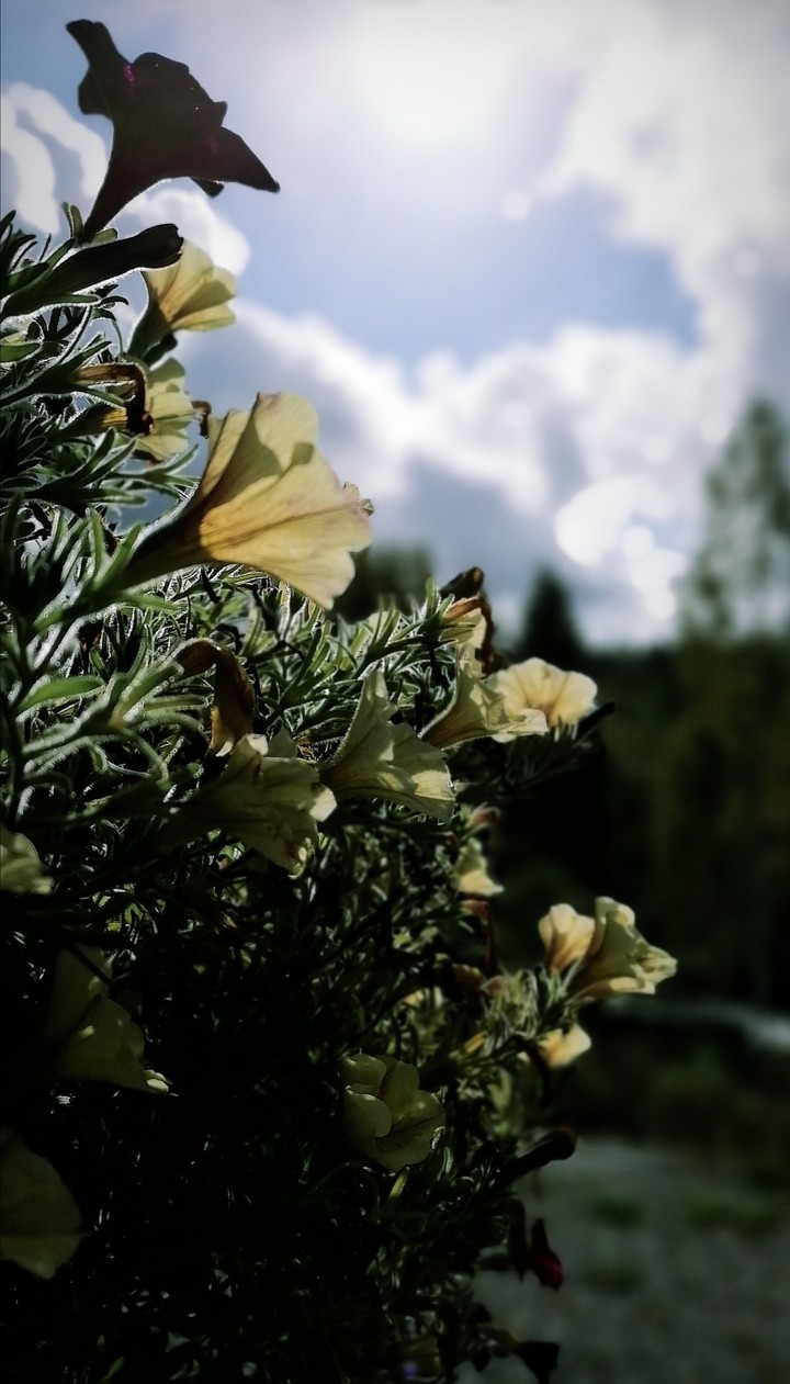 Autumn flowers