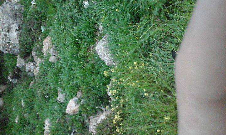 صوره