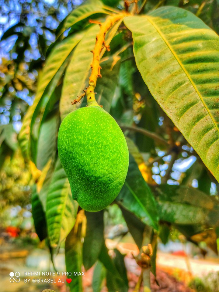 Mango