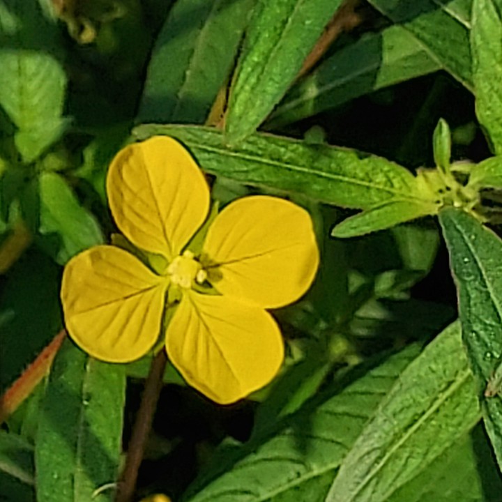 lunch flower
