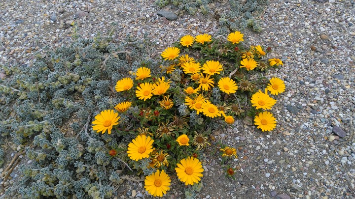 flores en el desierto